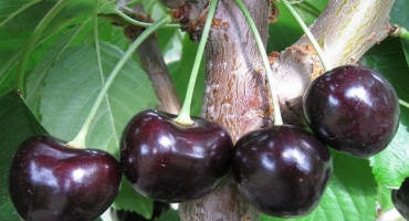 Popis odrůd černé třešně smrž, rossoshanskaya a čokoláda, výsadba a péče